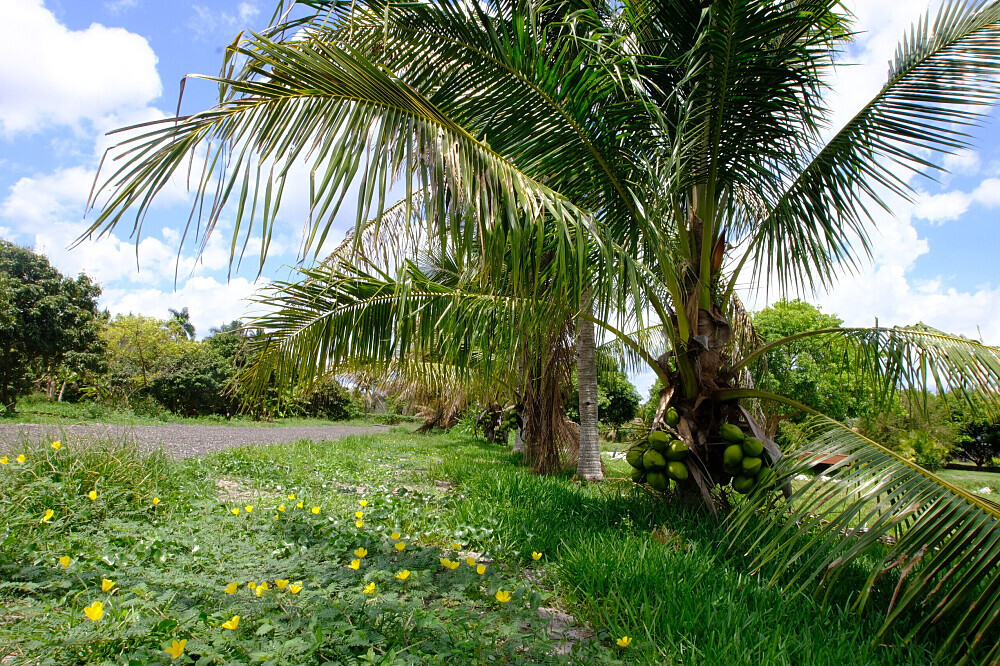 4 Daagse Ayurvedische Detox Weekend Retreat in Florida, VS 17