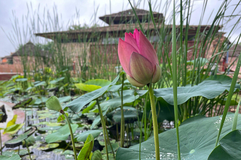 5 Day Ayurveda Wellness and Rejuvenation Retreat in India 3