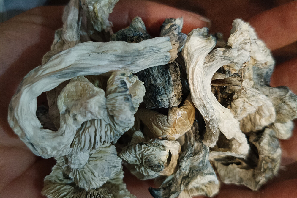 Ritiro bufo e ayahuasca di 5 giorni ad Akumal, Messico 9