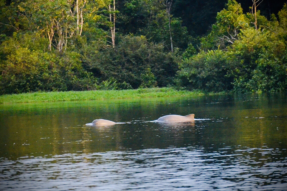 Retraite de bien-être et de transformation de 5 jours pour rééquilibrer son énergie en Amazonie colombienne 10