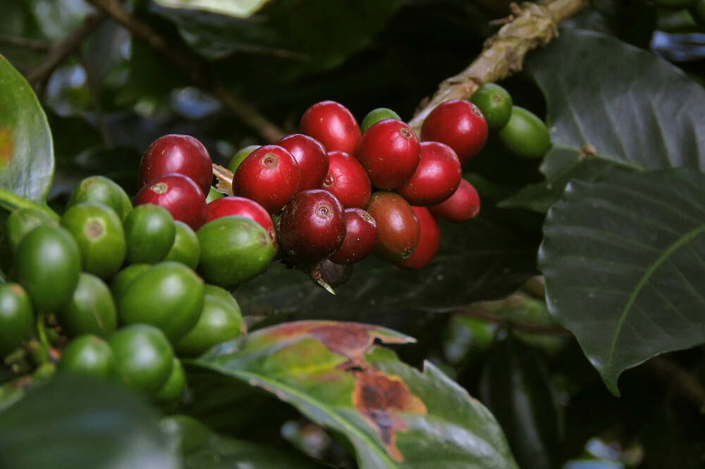 Retraite de réinitialisation émotionnelle pour femmes de 5 jours, encadrée par des experts, au Costa Rica 15