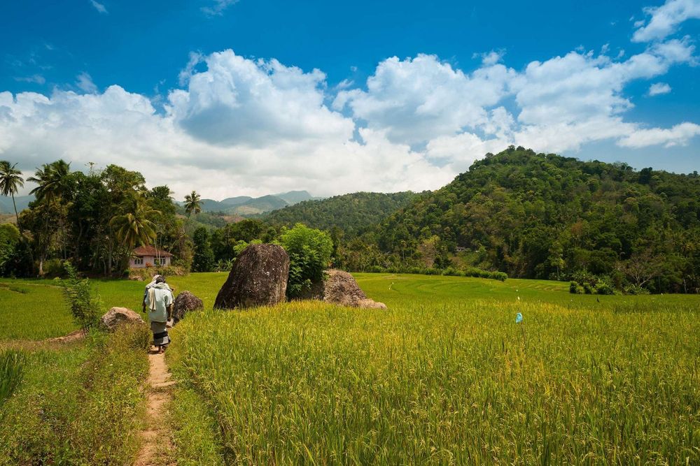 5 Tage Dschungel-, Dorf- und Yoga-Erlebnis in Sri Lanka 8