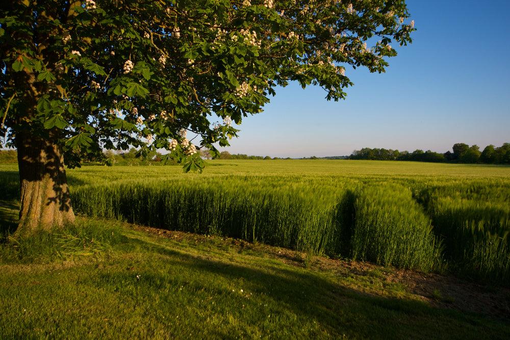 Retraite longévité de 5 jours au Detox Barn, Suffolk