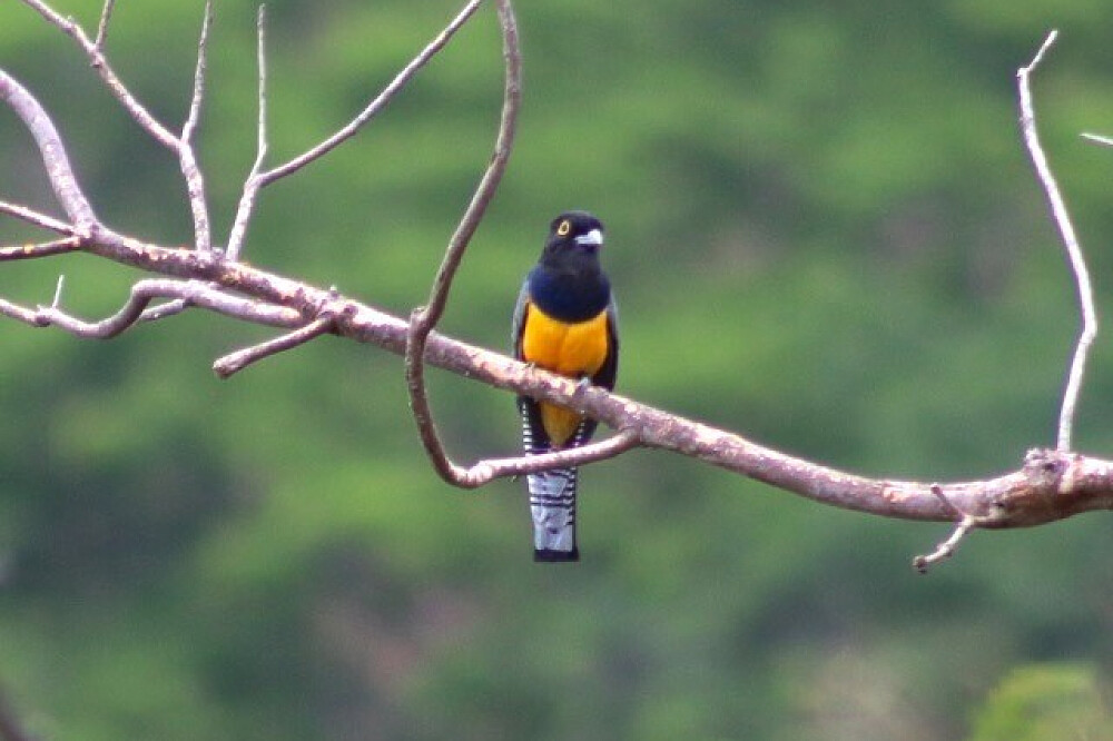 Retraite de réinitialisation mentale et de vie consciente de 5 jours dans la jungle, Costa Rica 36