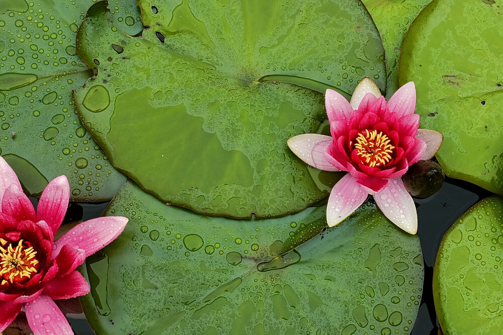 Retiros de Mindfulness, Yoga e Meditação de 5 Dias em 2026, em Dollar, Reino Unido 24