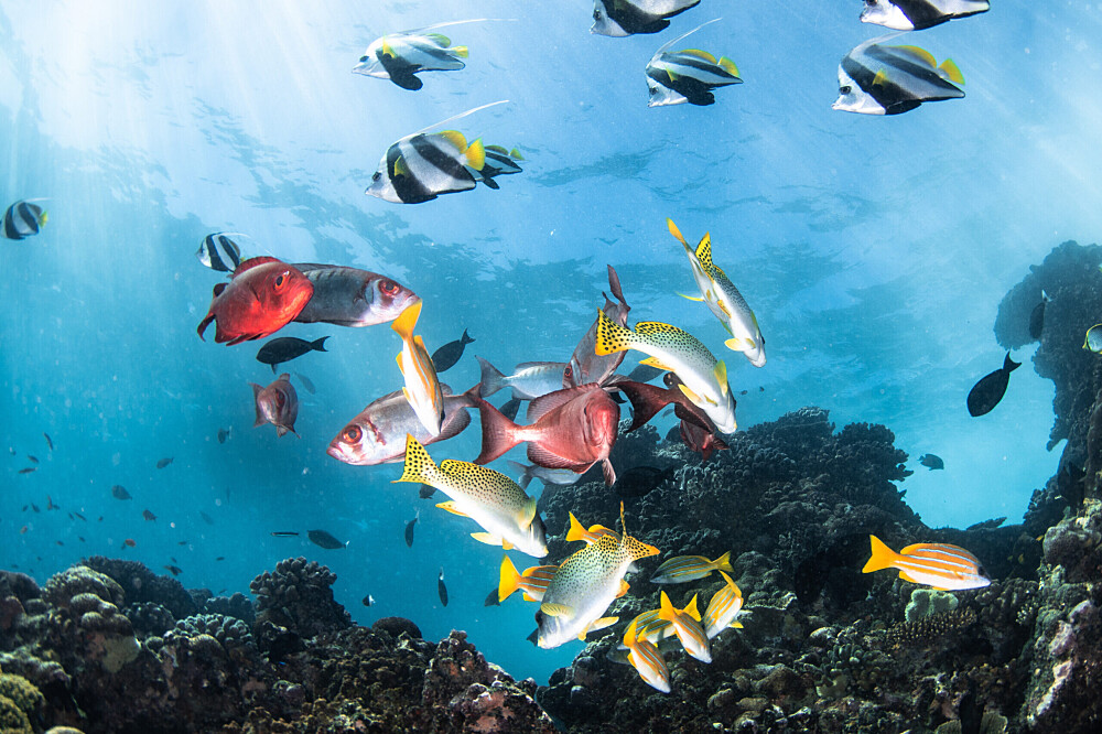 Ritiro sull'oceano di 5 giorni in Mozambico: immersioni, ricerca, meditazione 16
