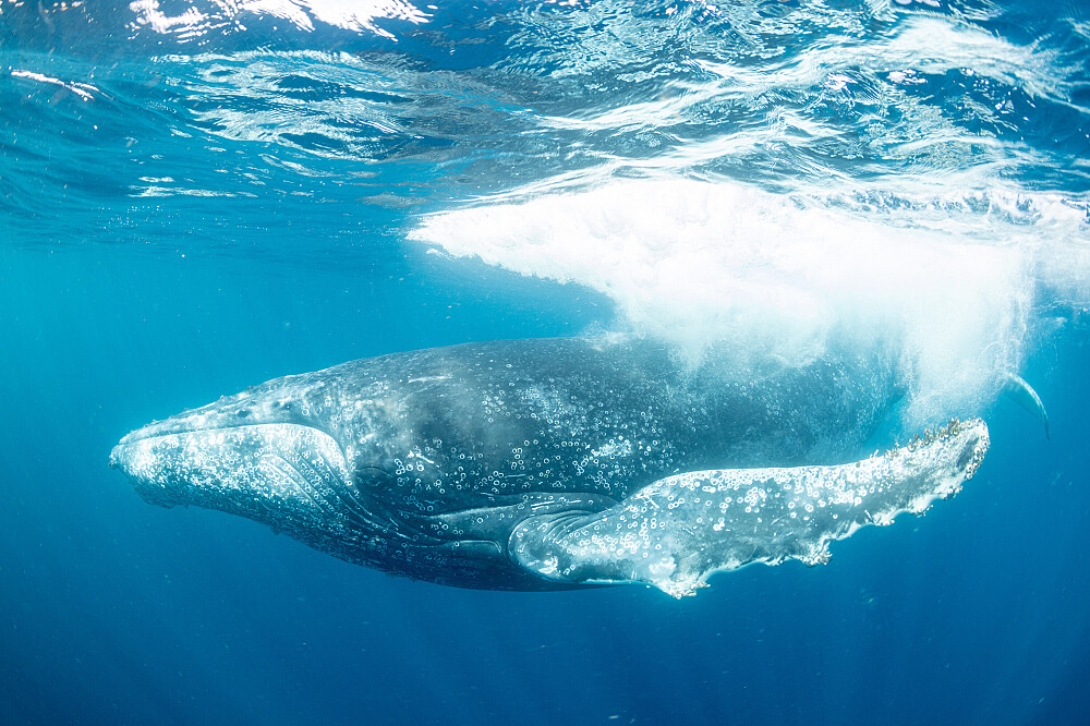 Ritiro sull'oceano di 5 giorni in Mozambico: immersioni, ricerca, meditazione 36