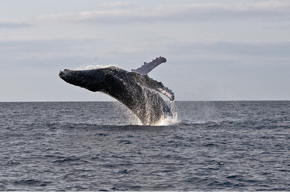 5 Day Mozambique Ocean Retreat: Dive, Research, Meditate 3