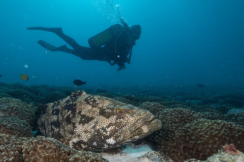 Ritiro sull'oceano di 5 giorni in Mozambico: immersioni, ricerca, meditazione 38