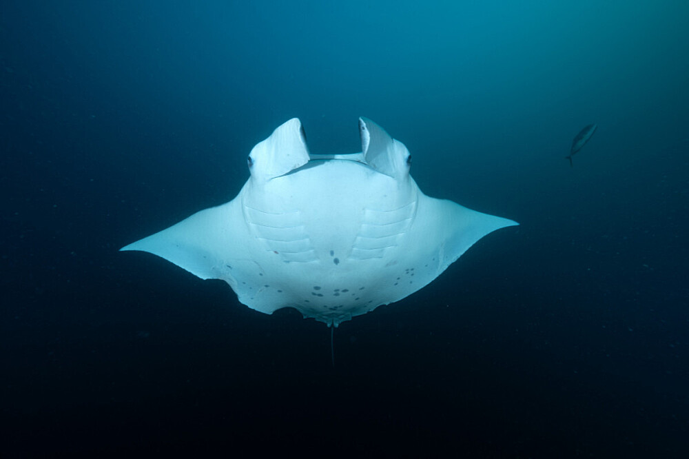 Ritiro sull'oceano di 5 giorni in Mozambico: immersioni, ricerca, meditazione 9