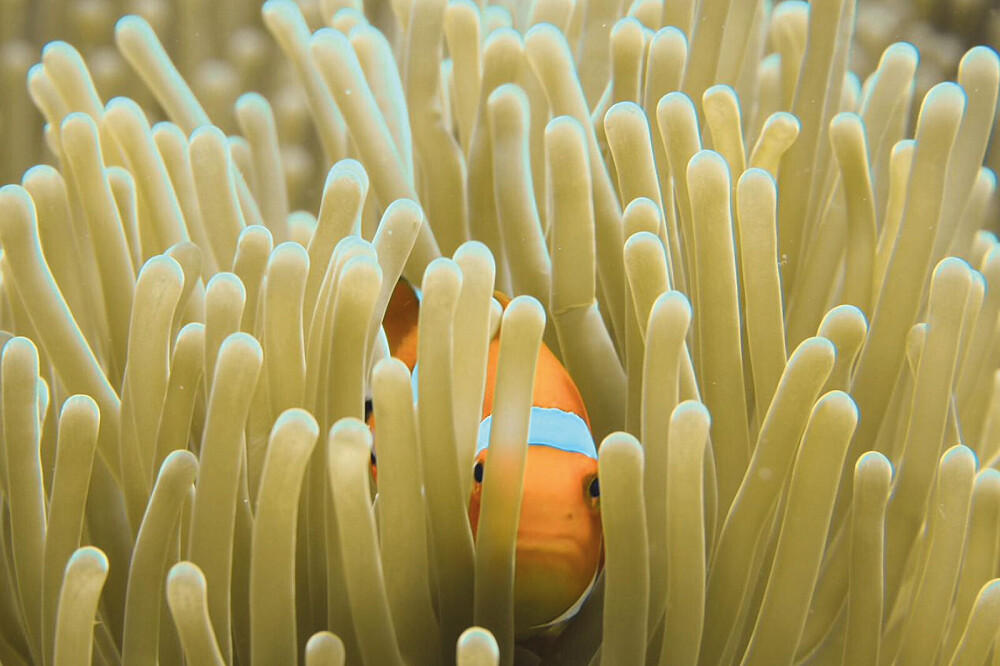 Ritiro sull'oceano di 5 giorni in Mozambico: immersioni, ricerca, meditazione 15