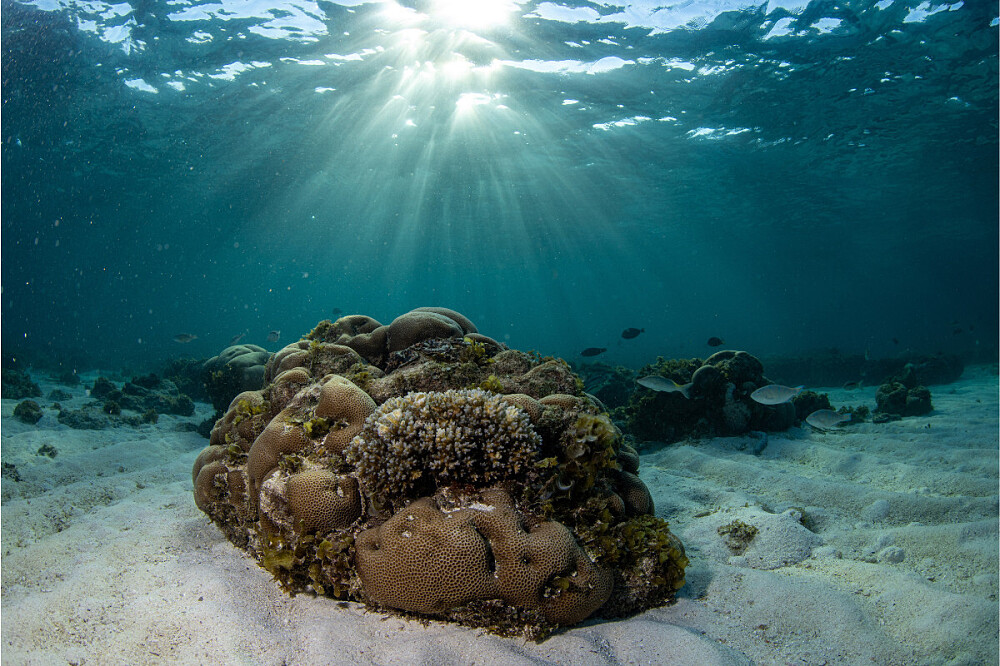 5 Day Mozambique Ocean Retreat: Dive, Research, Meditate 4