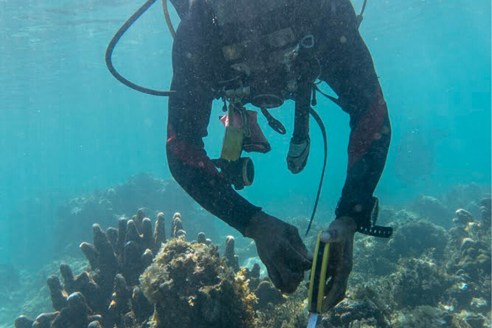 Ritiro sull'oceano di 5 giorni in Mozambico: immersioni, ricerca, meditazione 35