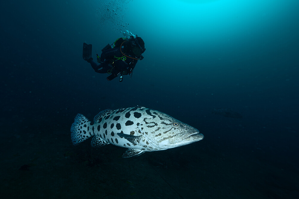 Ritiro sull'oceano di 5 giorni in Mozambico: immersioni, ricerca, meditazione 39