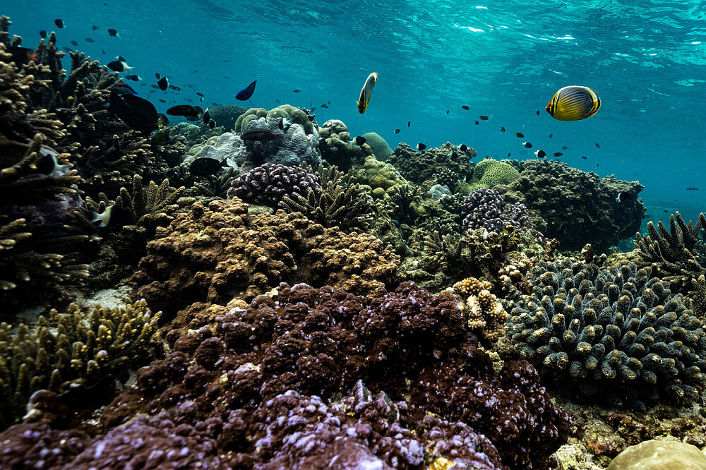 Ritiro sull'oceano di 5 giorni in Mozambico: immersioni, ricerca, meditazione 42