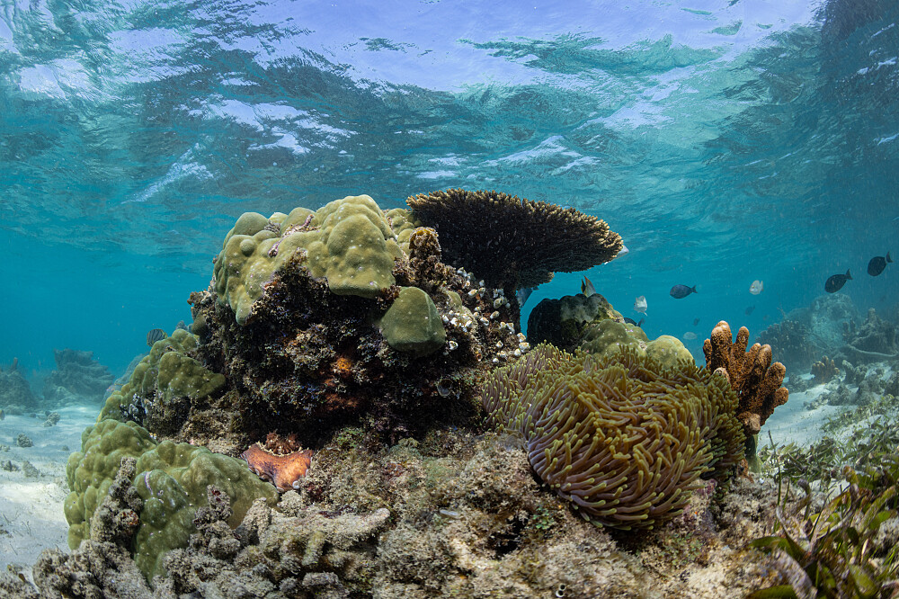 Ritiro sull'oceano di 5 giorni in Mozambico: immersioni, ricerca, meditazione 30