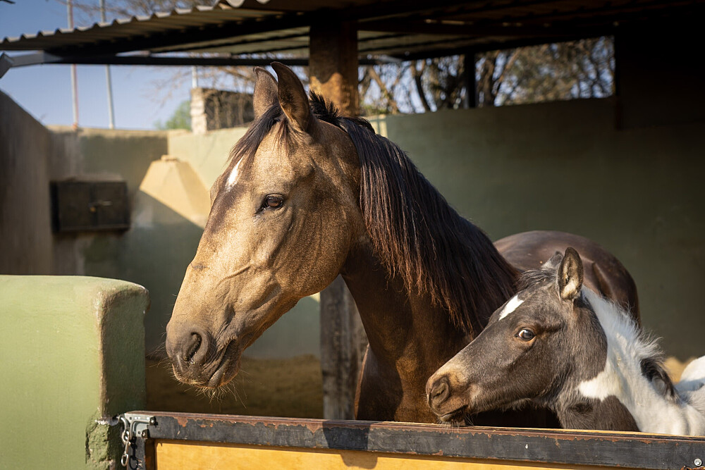 Quatro Dias com a Manada: Uma Viagem Guiada com Cavalos Inspirada em Os Quatro Compromissos 60