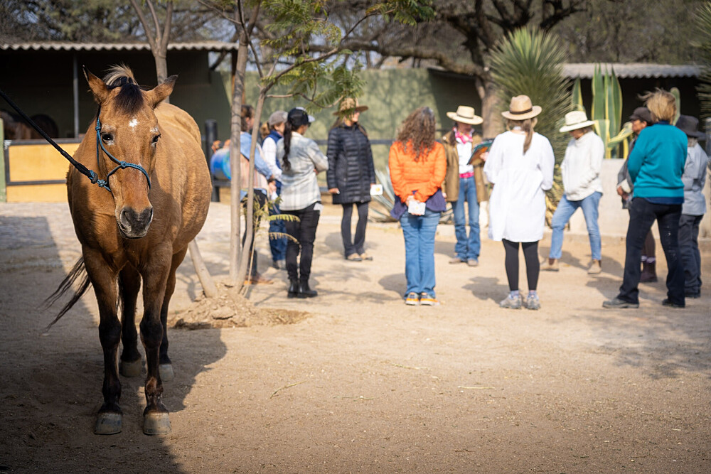 Quatro Dias com a Manada: Uma Viagem Guiada com Cavalos Inspirada em Os Quatro Compromissos 50