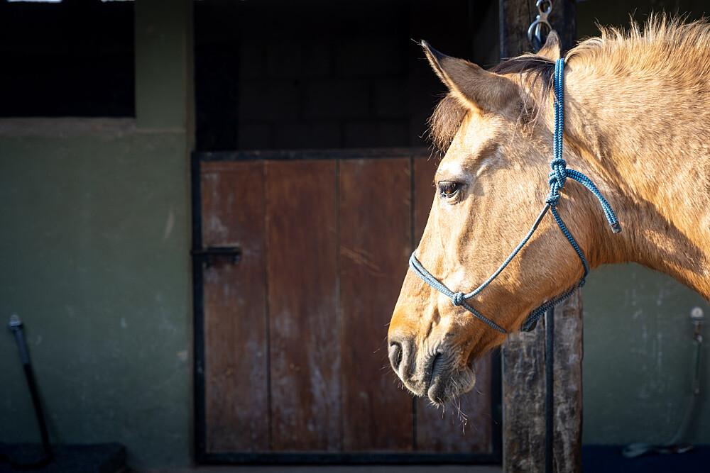 Quatro Dias com a Manada: Uma Viagem Guiada com Cavalos Inspirada em Os Quatro Compromissos 58