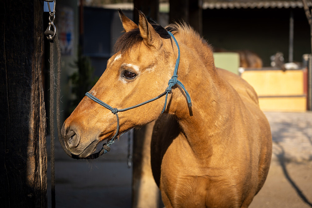 Quatro Dias com a Manada: Uma Viagem Guiada com Cavalos Inspirada em Os Quatro Compromissos 64