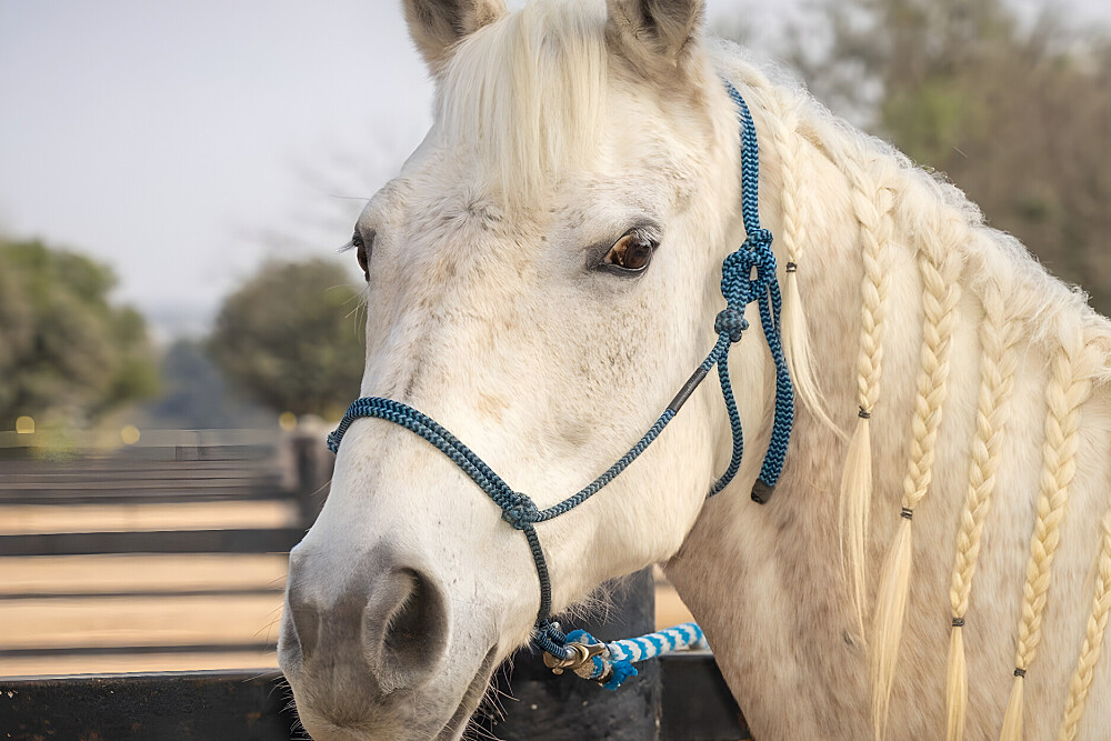 Quatro Dias com a Manada: Uma Viagem Guiada com Cavalos Inspirada em Os Quatro Compromissos 48