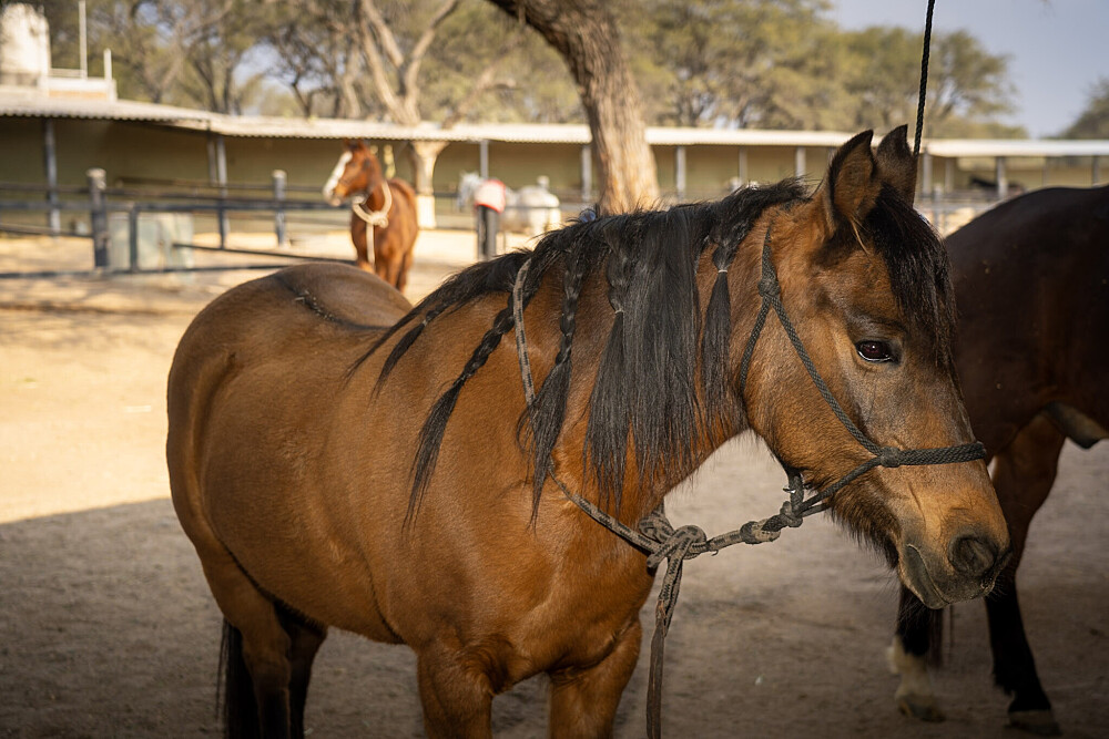 Quatro Dias com a Manada: Uma Viagem Guiada com Cavalos Inspirada em Os Quatro Compromissos 55
