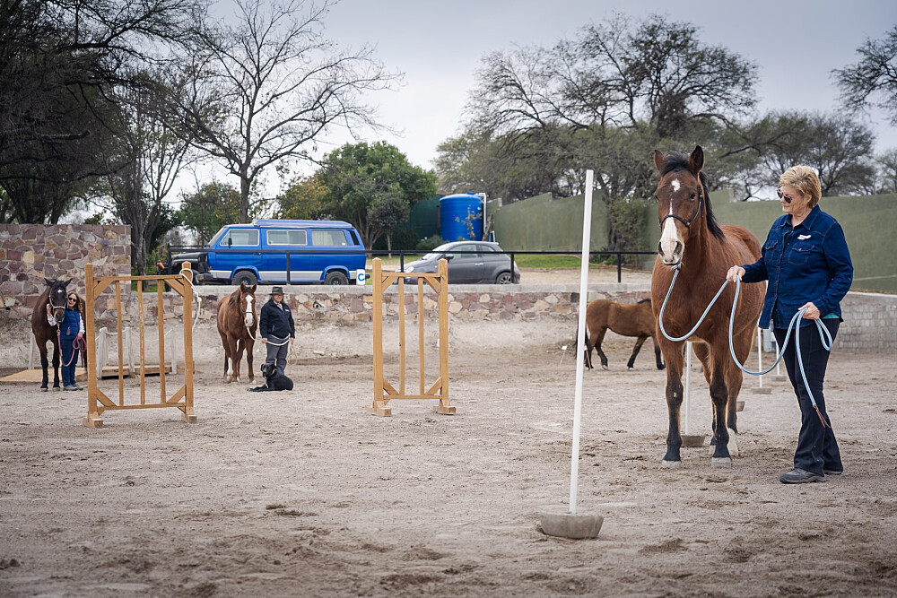 Quatro Dias com a Manada: Uma Viagem Guiada com Cavalos Inspirada em Os Quatro Compromissos 29