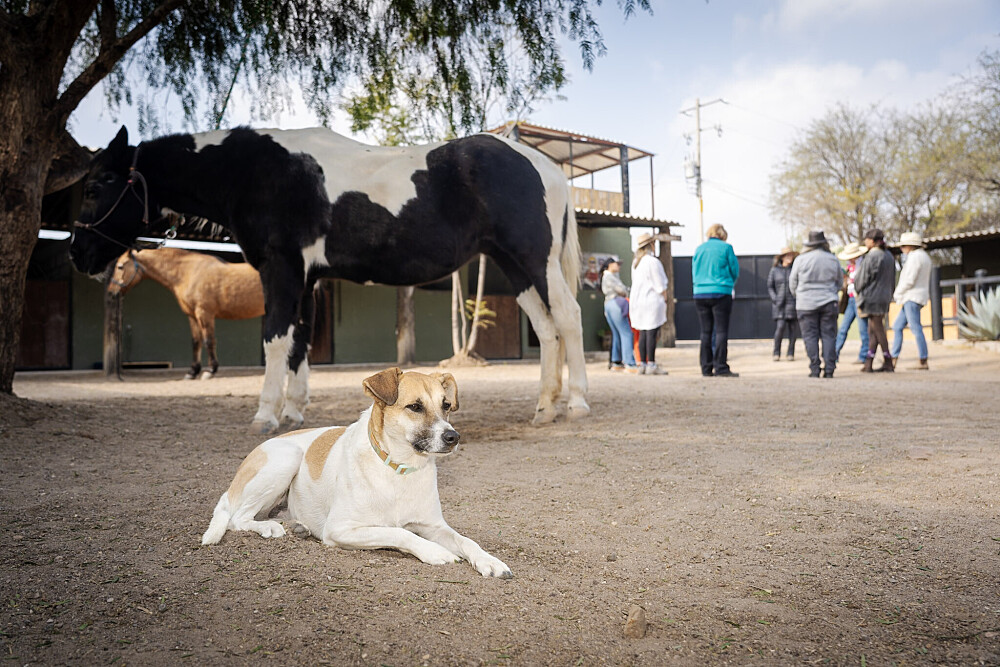 Quatro Dias com a Manada: Uma Viagem Guiada com Cavalos Inspirada em Os Quatro Compromissos 49
