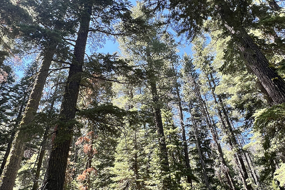 Immersione sacra nelle piante di 6 giorni: ritiro True Nature a Mt Shasta, CA 12