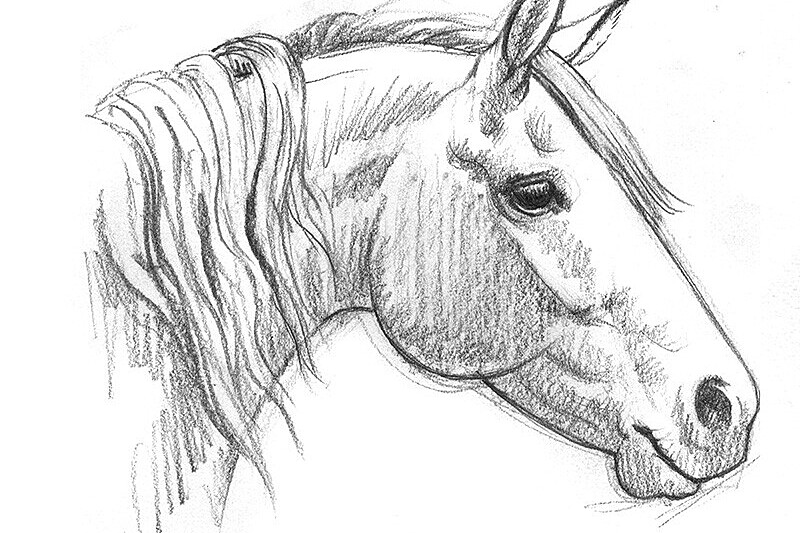 Retiro de Desenho em Silêncio de 6 Dias com Cavalos em Arnside, Inglaterra 32