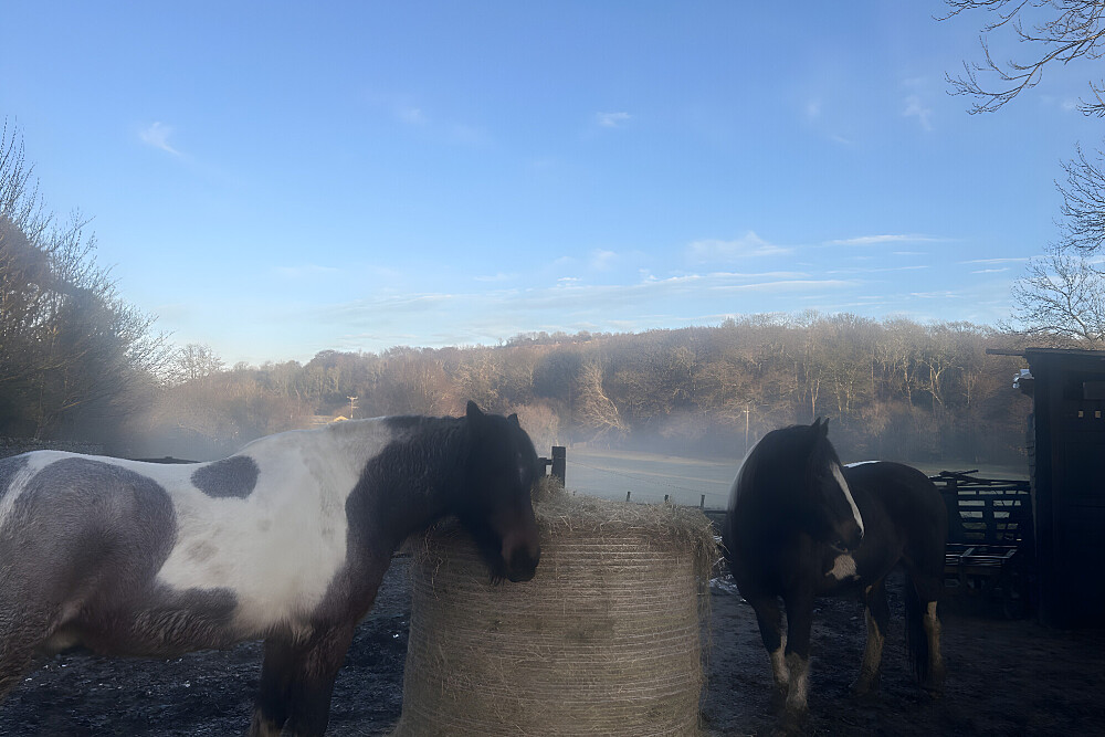 Retiro de Desenho em Silêncio de 6 Dias com Cavalos em Arnside, Inglaterra 22
