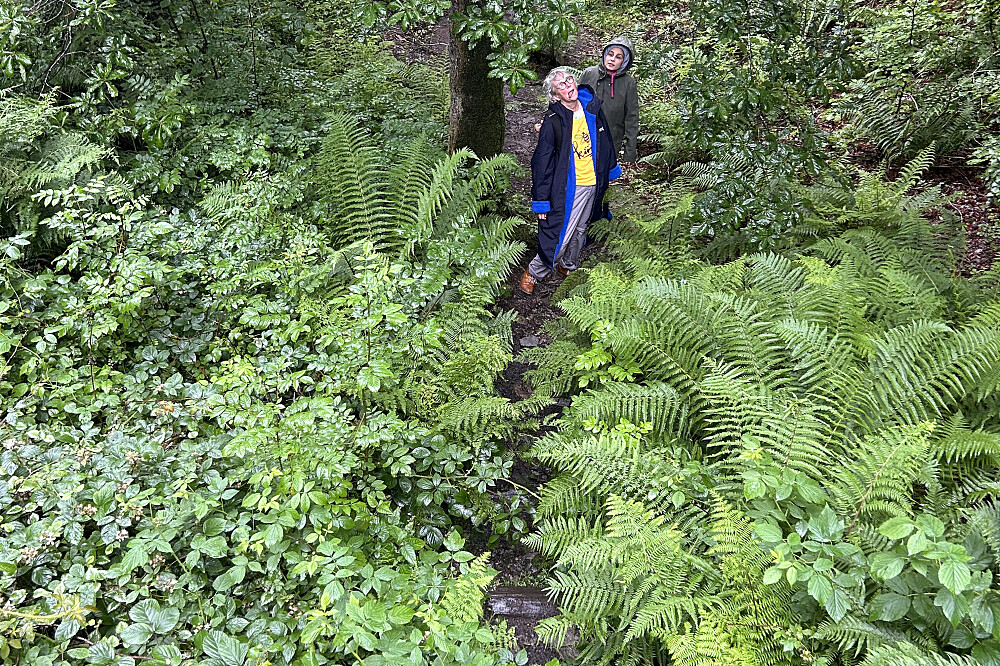 6-tägiges stilles Heilungs-Retreat mit Pferden in Cumbria, UK 21