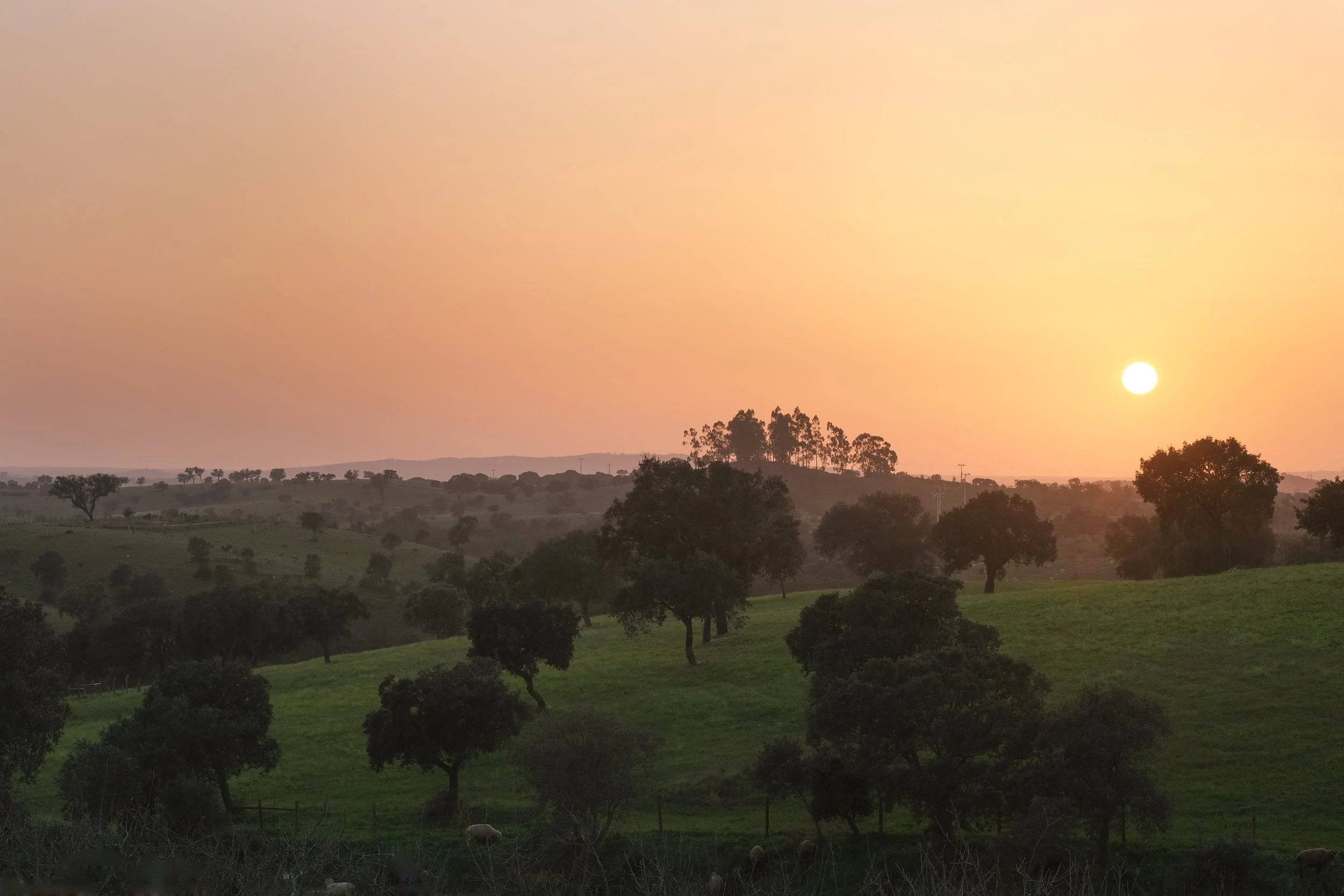 6-Day Vinyasa Yoga Retreat in Alentejo, Portugal 7