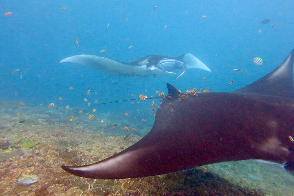 Vacanza di 6 giorni di yoga e snorkeling a Lembongan, Indonesia 40