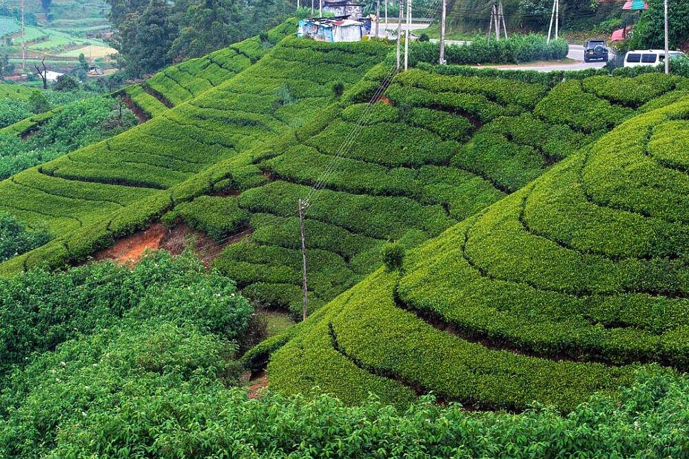 Ritiro yoga di 6 giorni, relax e avventura a Bentota, Sri Lanka 25