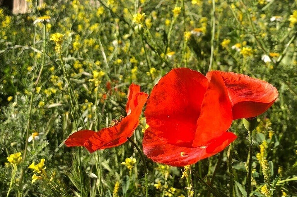Retraite de danse somatique « Retrouver votre liberté intérieure » en Espagne, 7 jours en tête-à-tête 43