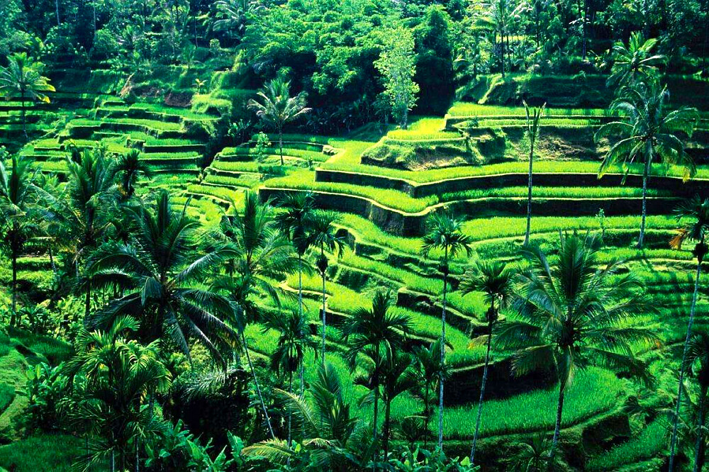 7 Day Authentic Culture & Hindu Yoga Awakening Spa Retreat, Bali 50