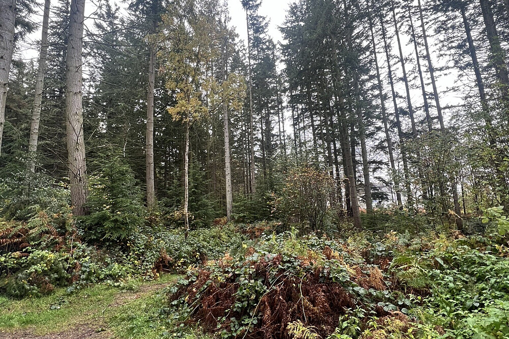 7 Tage Heilung in den Highlands: Align & Breakthrough in Schottland 22