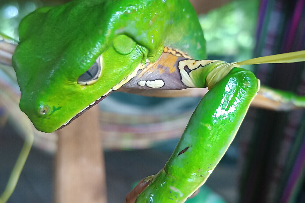 Formação de Practicante de Kambo de 7 Dias em Iquitos, Peru 16