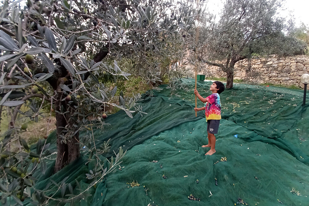 Imersão de Yoga e Colheita de Azeitona de 7 Dias: Quinta de Oliveiras na Toscana, Itália 17