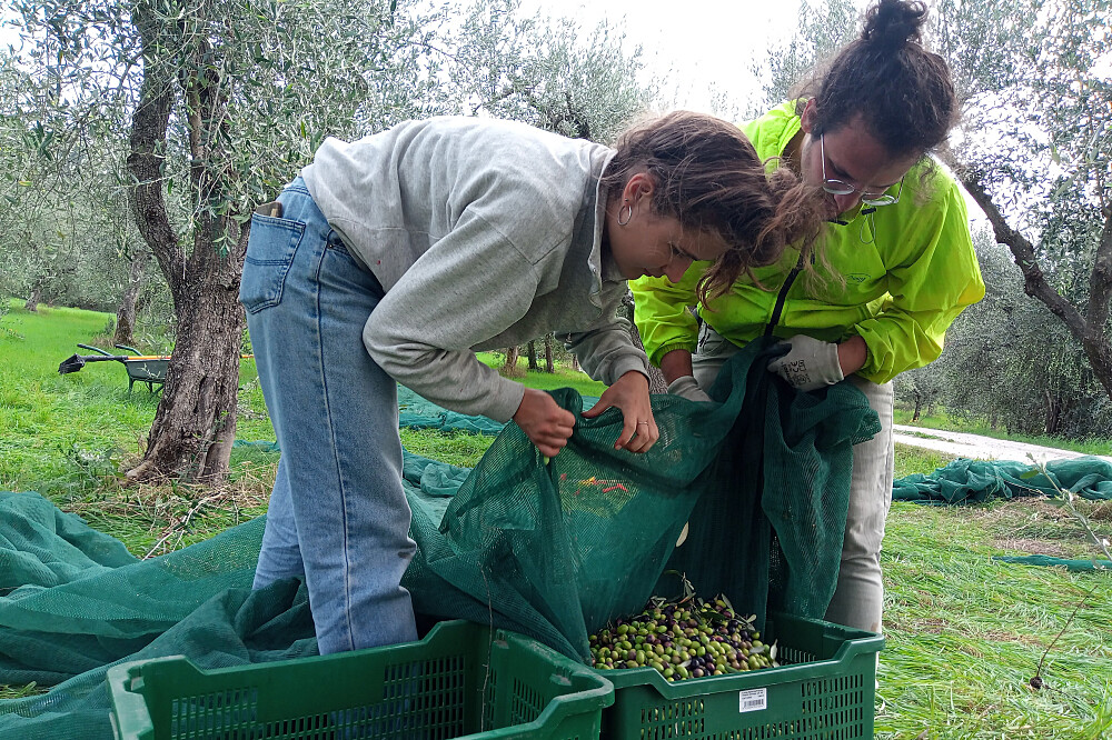 Imersão de Yoga e Colheita de Azeitona de 7 Dias: Quinta de Oliveiras na Toscana, Itália 18