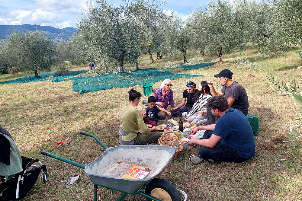 Imersão de Yoga e Colheita de Azeitona de 7 Dias: Quinta de Oliveiras na Toscana, Itália 14