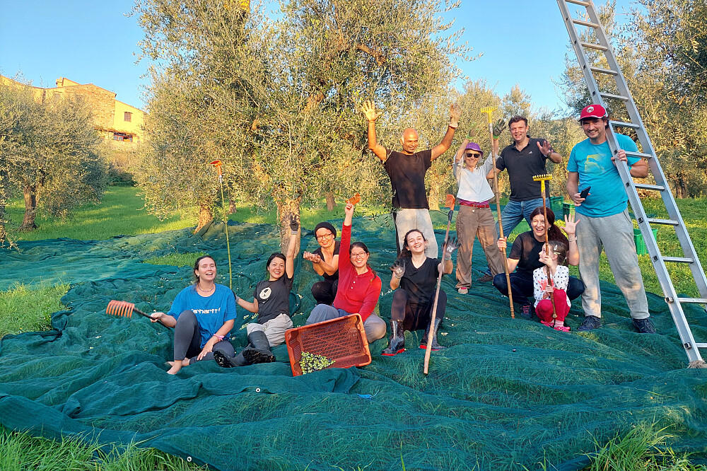 7 Day Olive Harvest & Yoga Immersion: Tuscan Olive Farm in Italy 2