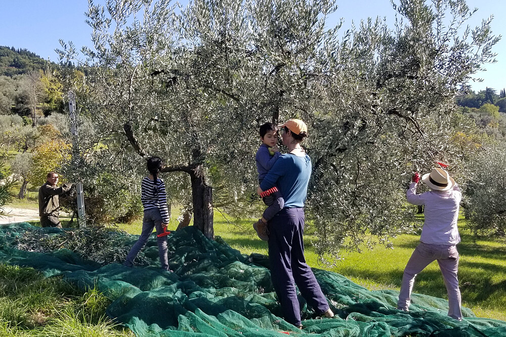 Imersão de Yoga e Colheita de Azeitona de 7 Dias: Quinta de Oliveiras na Toscana, Itália 13