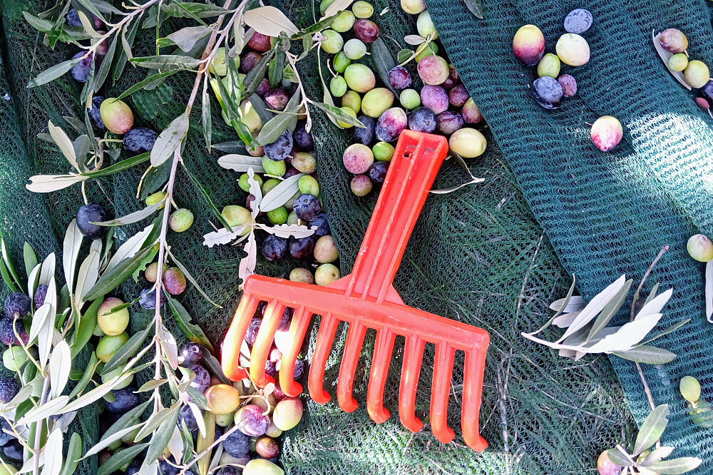 7 Day Olive Harvest & Yoga Immersion: Tuscan Olive Farm in Italy 5