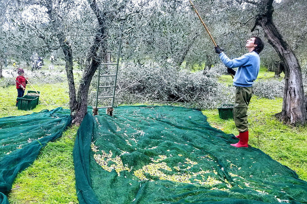 7 Day Olive Harvest & Yoga Immersion: Tuscan Olive Farm in Italy 4