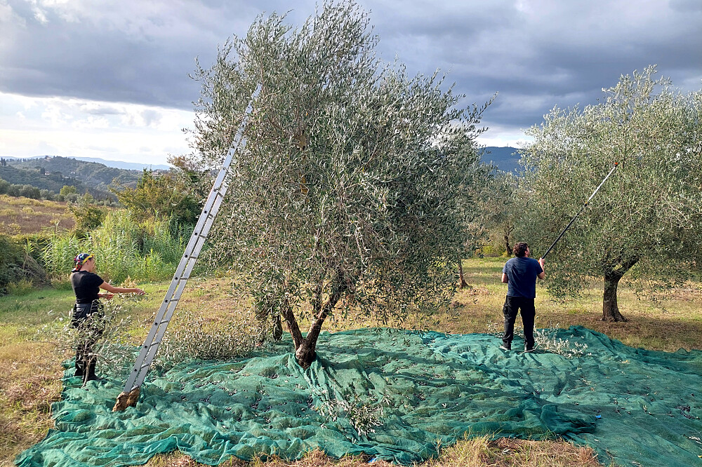 Imersão de Yoga e Colheita de Azeitona de 7 Dias: Quinta de Oliveiras na Toscana, Itália 10