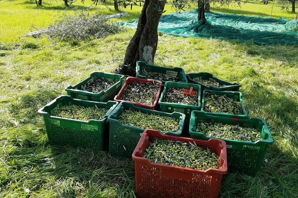 Imersão de Yoga e Colheita de Azeitona de 7 Dias: Quinta de Oliveiras na Toscana, Itália 8
