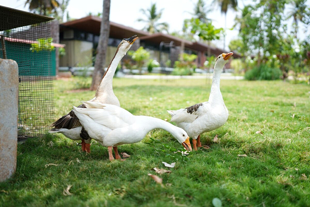 Retiro de Desintoxicação com Panchakarma e Cura Ayurvédica de 7 Dias na Índia 25