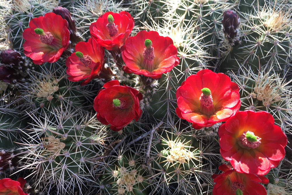 7 Tage heiliges Yoga- und Wander-Retreat in Sedona, Arizona, USA 11